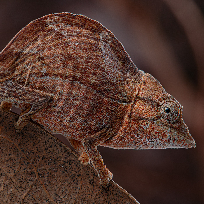 Image of an Elongate Leaf Chameleon (Palleon nasus)