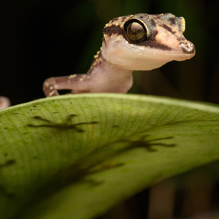 Image of a Graceful Ground-Gecko (Paroedura gracilis)