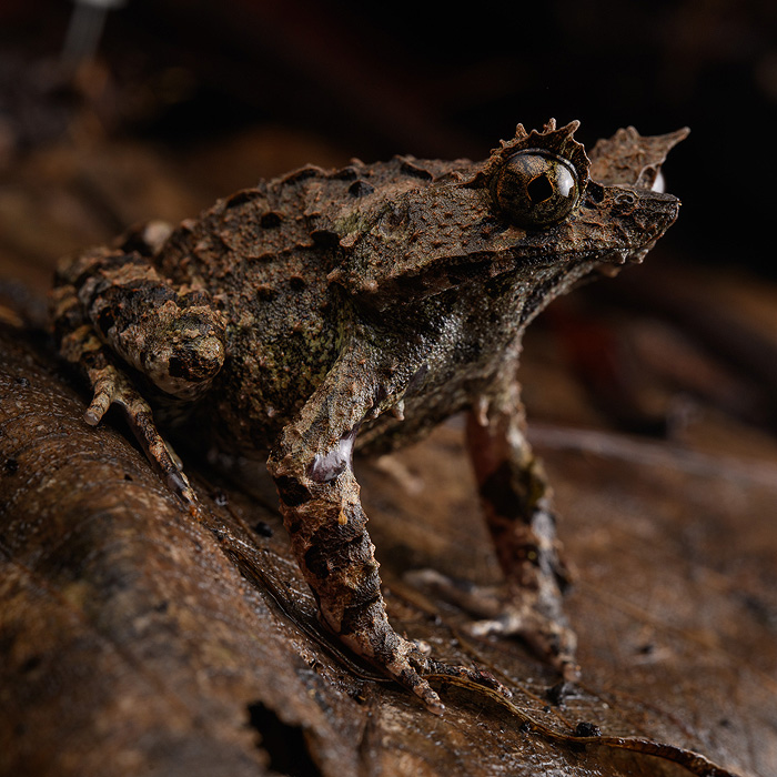Image of a Rough Horned Frog (Pelobatrachus edwardinae)