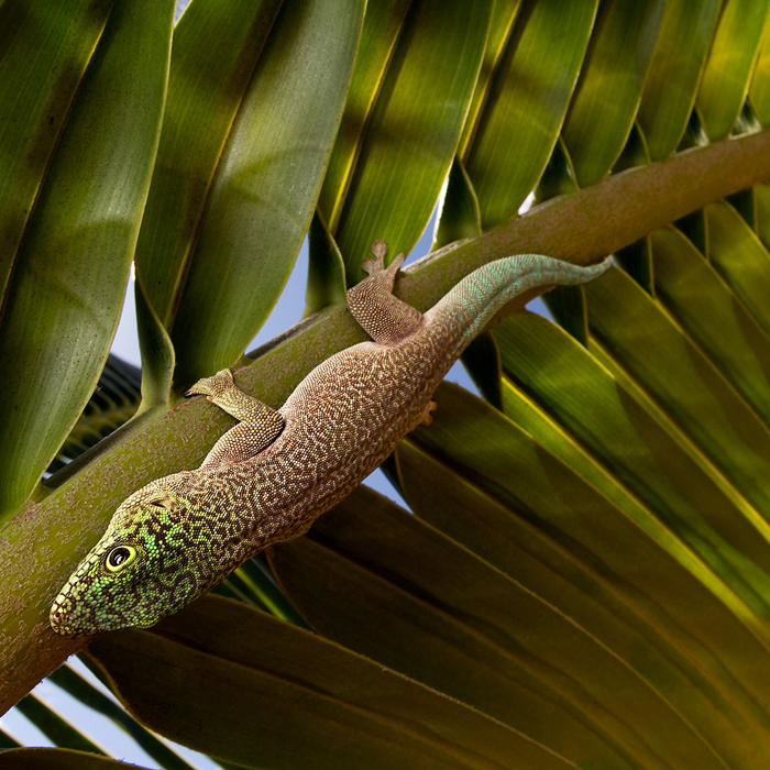 Image of a Standing’s Day-Gecko (Phelsuma standingi)