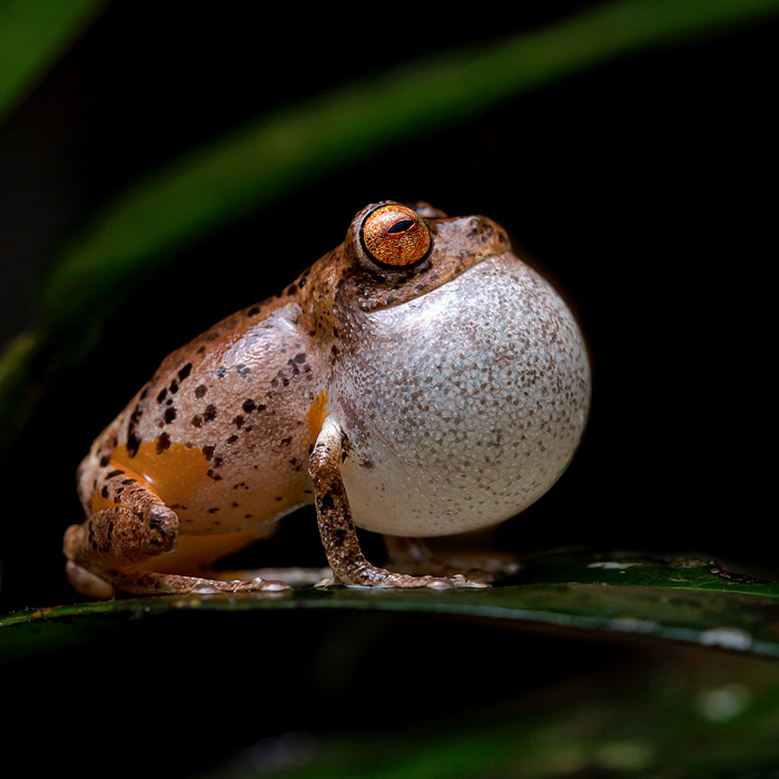 Image of a Golden-legged Bush Frog (Philautus aurantium)