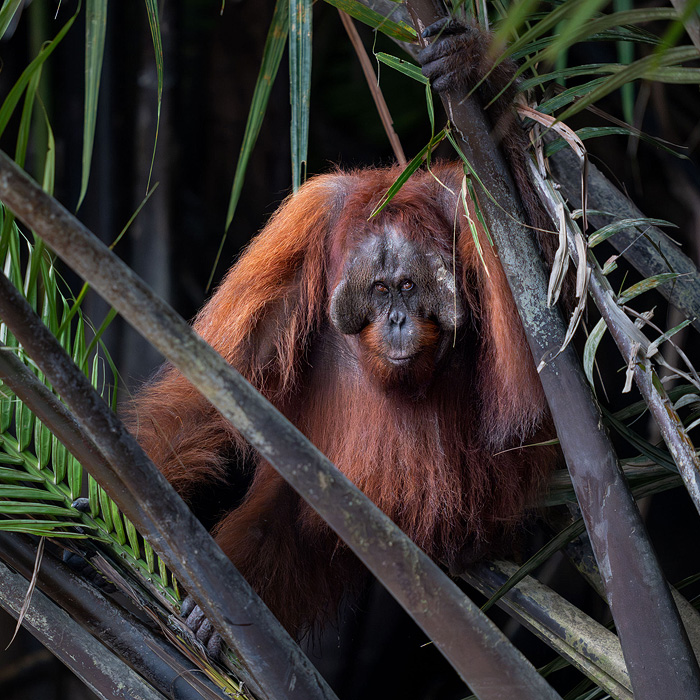 Image of a Bornean Orangutan (Pongo pygmaeus)