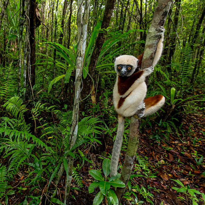 Image of a Coquerel’s Sifaka (Propithecus coquereli)