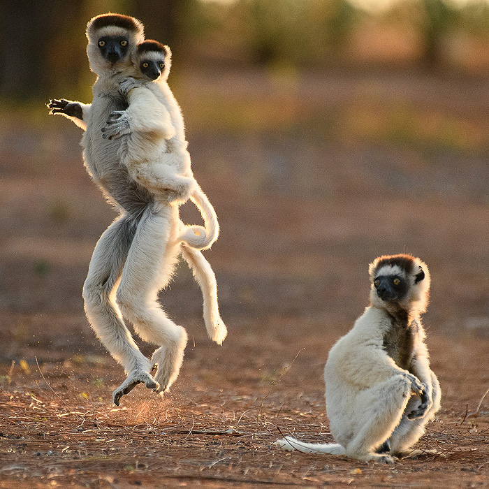Image of a Verreaux’s Sifaka (Propithecus verreauxi)