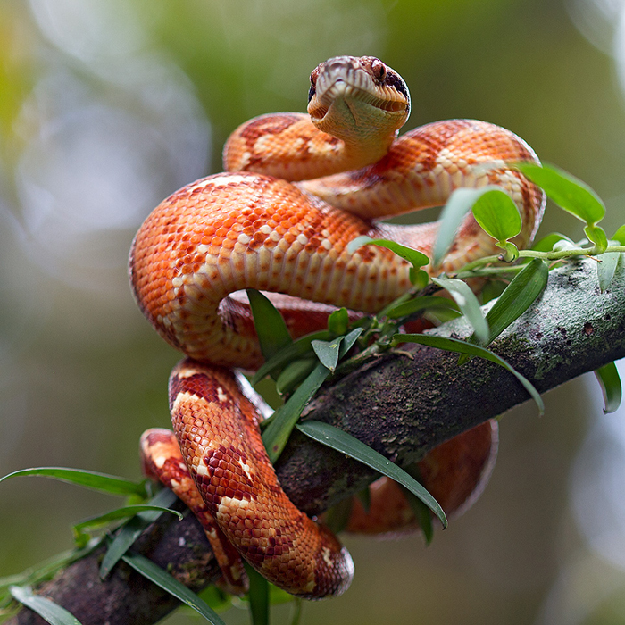 Image of a Madagascar Tree-Boa (Sanzinia madagascariensis)
