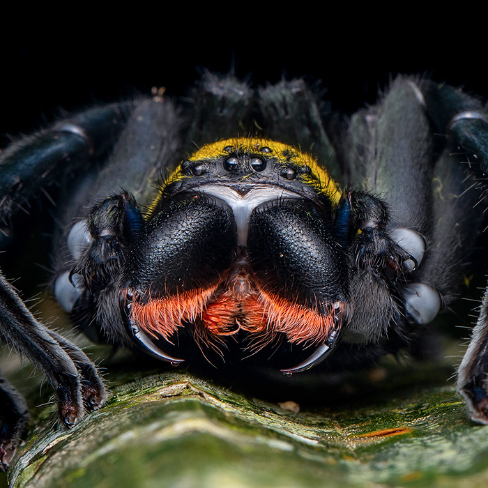 Image of a Black-and-Gold Huntsman Spider (Thelcticopis orichalcea)