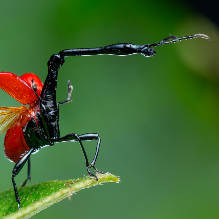 Image of a Giraffe Weevil (Trachelophorus giraffa)