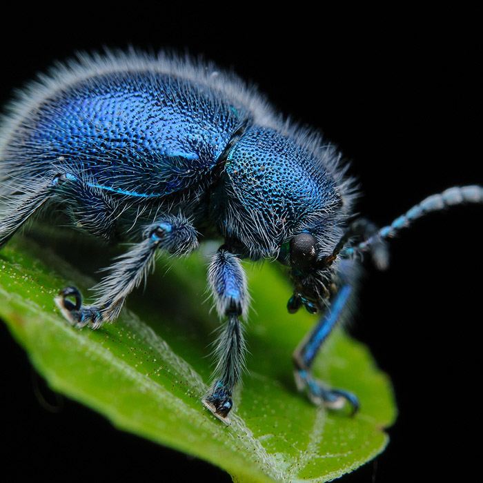 Image of a Leaf Beetle (Trichochrysea hirta)