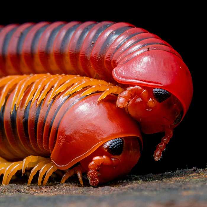 Image of a Rusty Millipede (Trigoniulus corallinus)