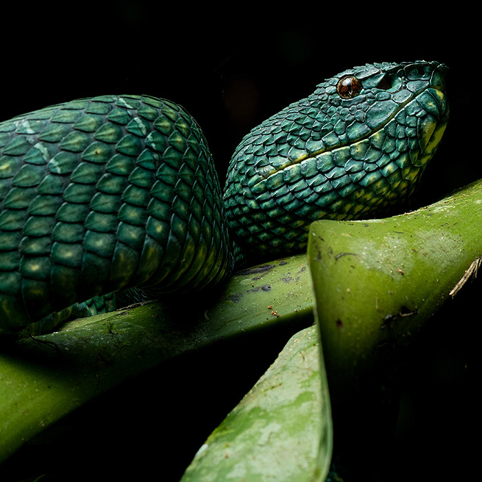 Image of a Bornean Keeled Pitviper (Tropidolaemus subannulatus)