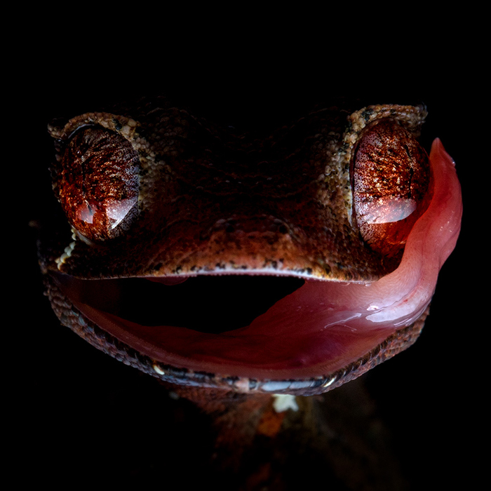 Image of a Satanic Leaf-toad Gecko (Uroplatus phantasticus)