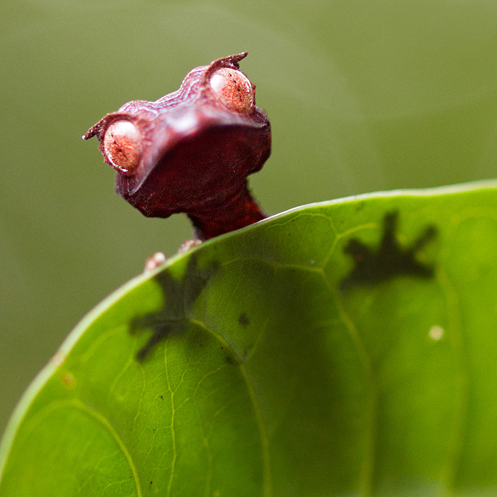 Image of a Satanic Leaf-toad Gecko (Uroplatus phantasticus)
