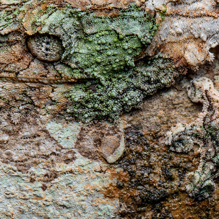 Image of a Mossy Leaf-tailed Gecko (Uroplatus sikorae)