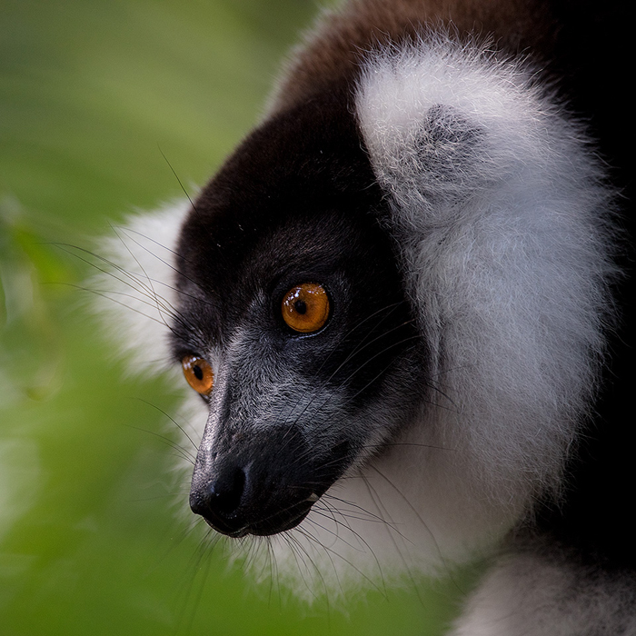 Image of a Black-and-White Ruffed-Lemur (Varecia variegata)